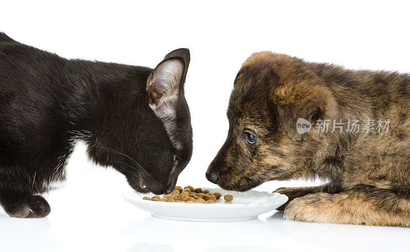 猫和狗一起吃饭。在白色背景上隔离