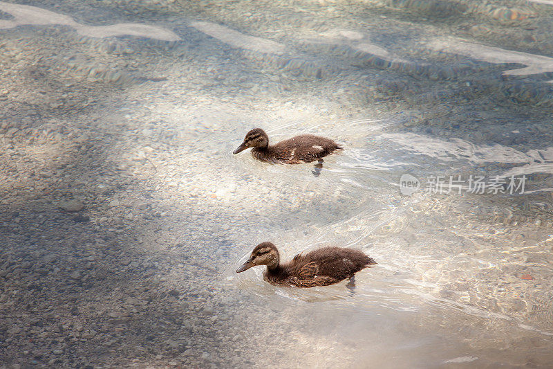 德国Eibsee的小岩石海滩上的小鸭子