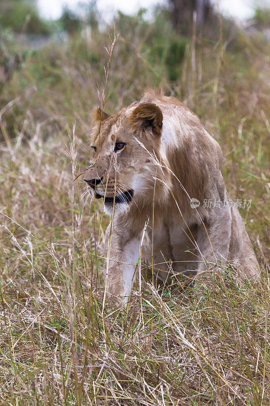 茂密的草丛里的小狮子。肯尼亚马赛马拉