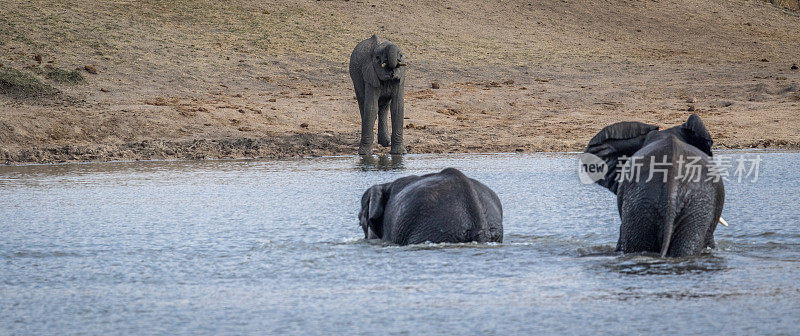 克鲁格河大坝旁的三只大象。