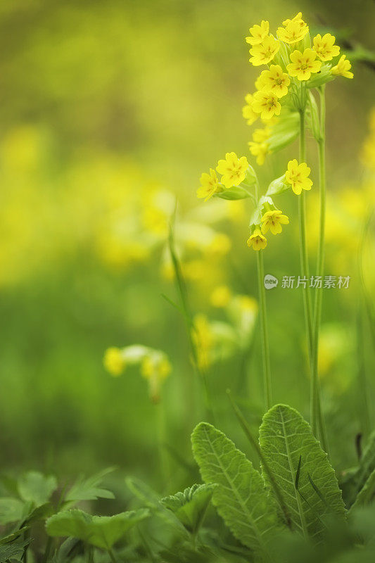 黄花九轮草