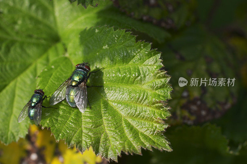 两只绿瓶苍蝇排成飞行队形