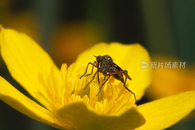 花与飞宏