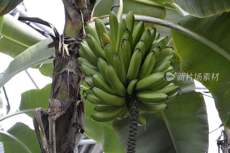 串香蕉。日益增长的