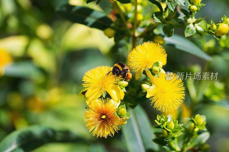 黄花上的蜜蜂