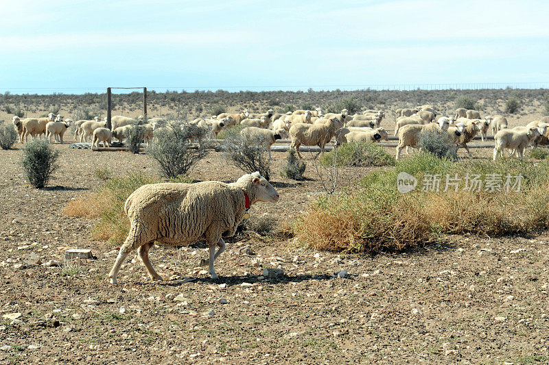南非的牧羊业