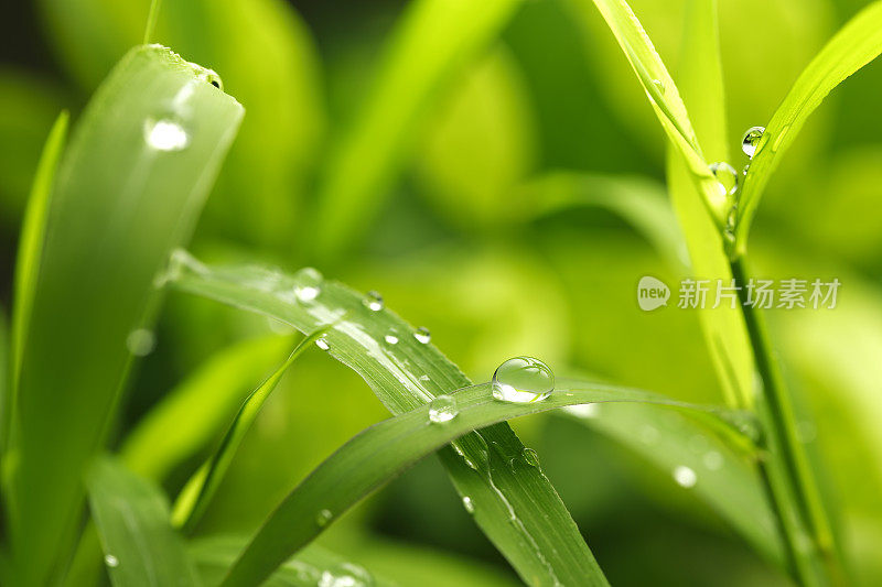 带雨滴的叶子