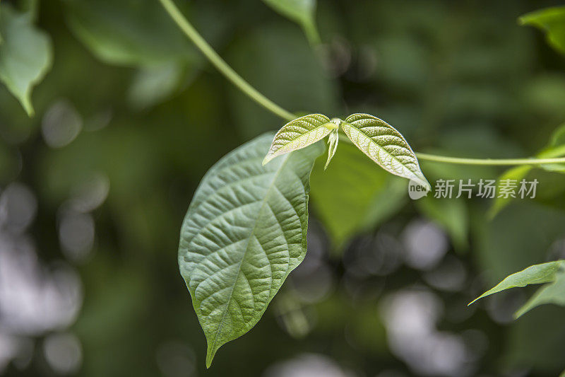 九重葛的幼芽，长出新叶