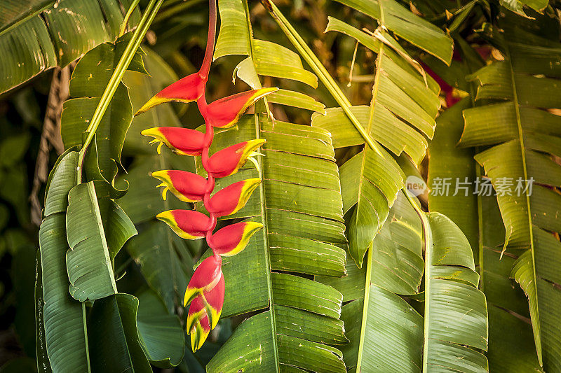 加勒比地区的植被