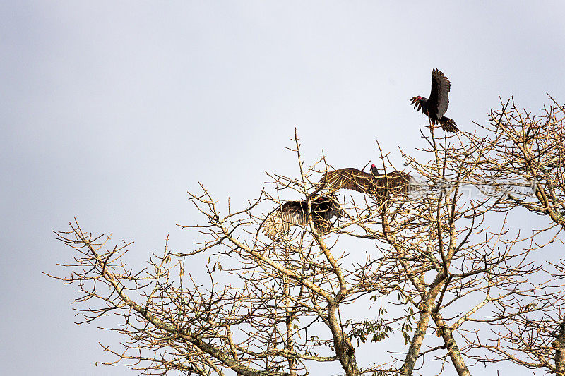 树上的土耳其秃鹫
