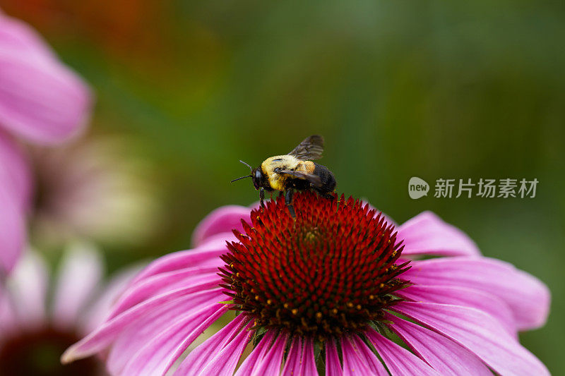 大黄蜂在松果菊