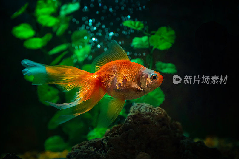 金色的鱼在自然的样子水族馆的特写