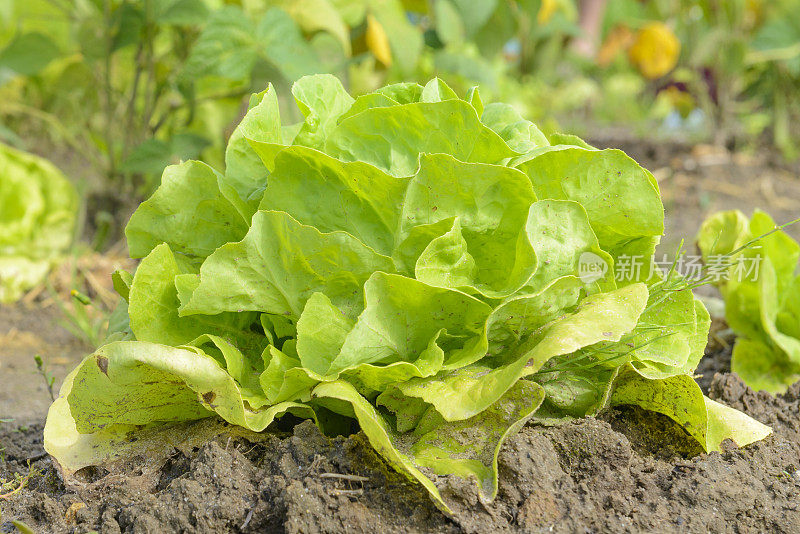 在有机蔬菜园里种植的莴苣