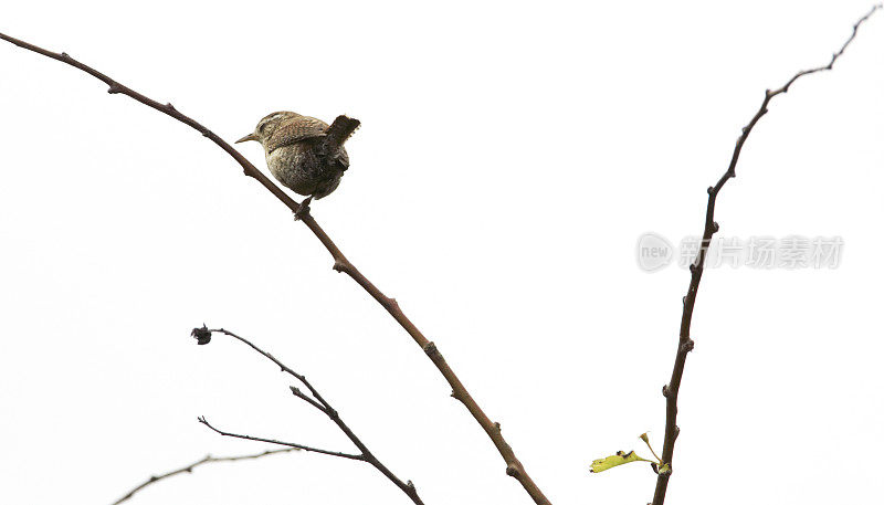 鹪鹩(Troglodytes)在睡觉