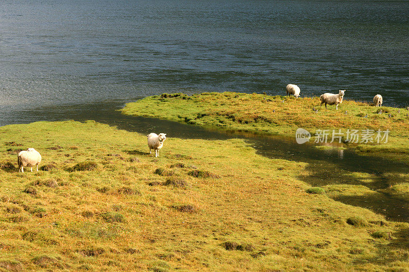 羊在挪威