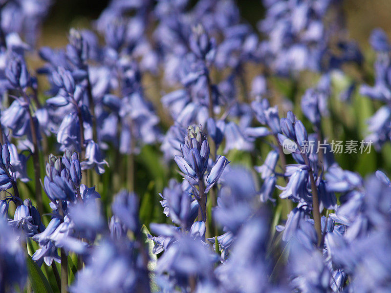 蓝铃花。