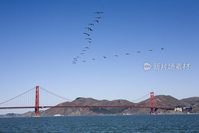 旧金山大桥和南飞的鸟