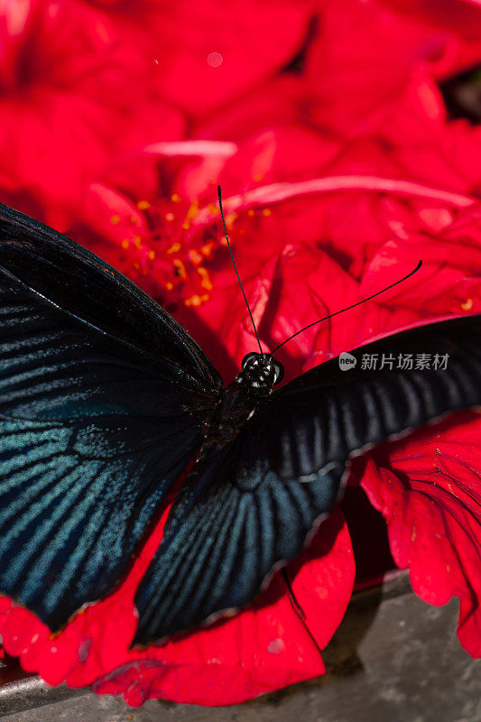 热带蝴蝶
