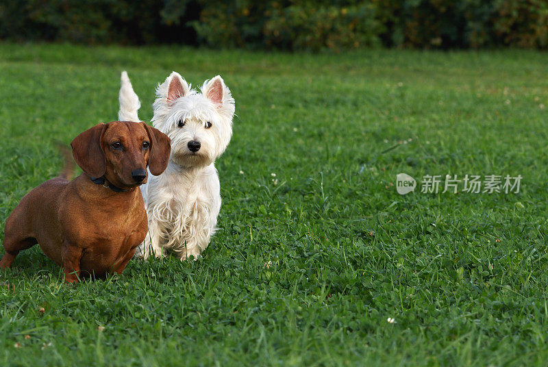 Westie和腊肠