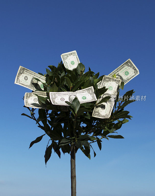 货币Moneytree