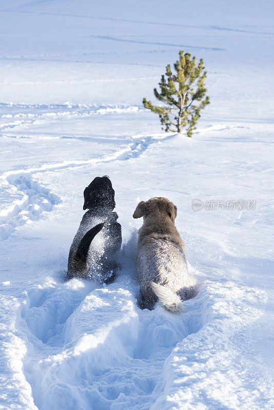 几只狗在厚厚的雪地上散步
