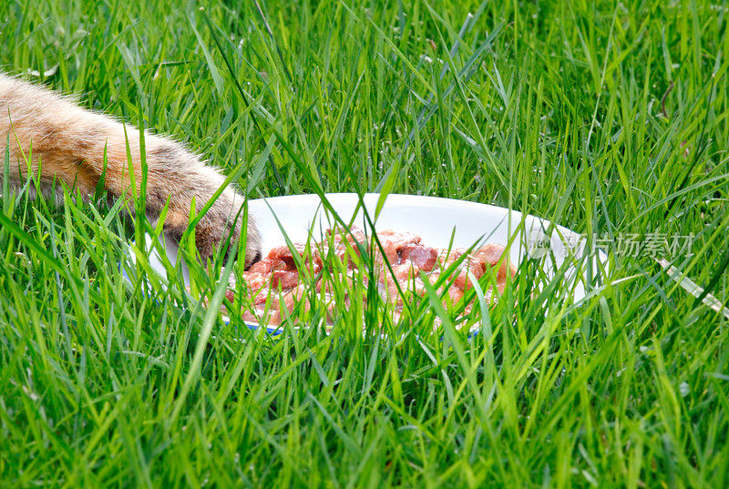 草中猫食