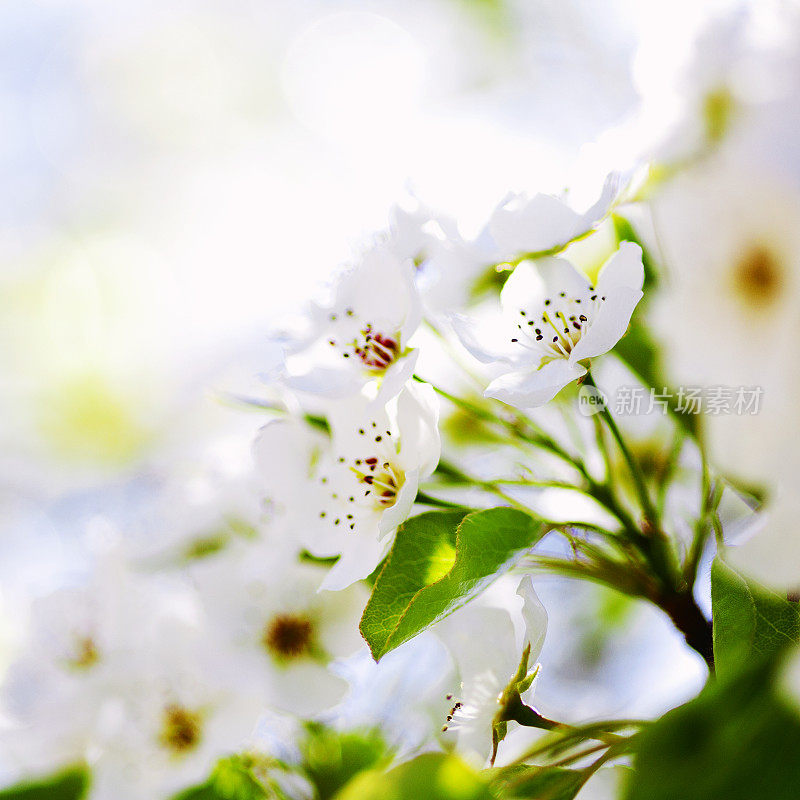 樱花樱花