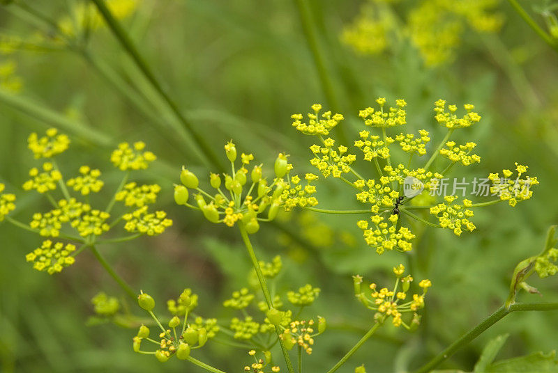 野生防风草