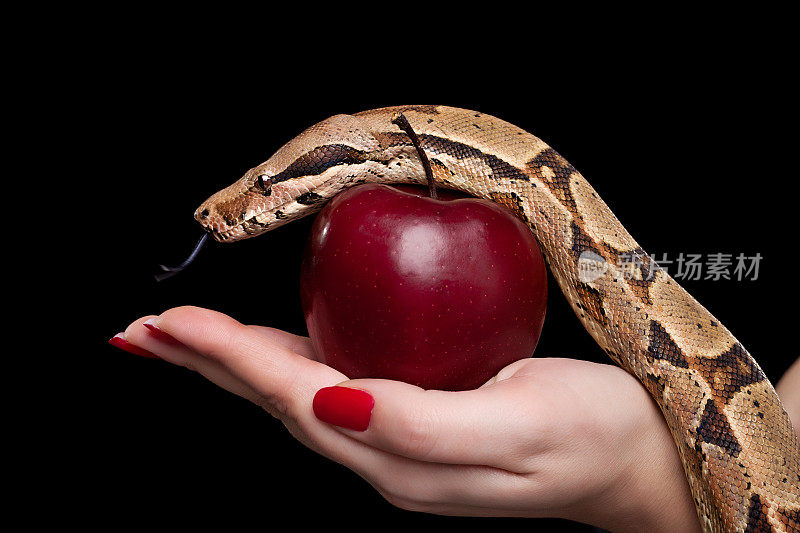 蛇和苹果