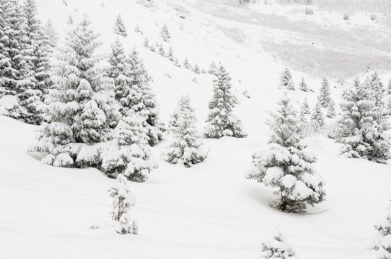 冬季景观与雪和树