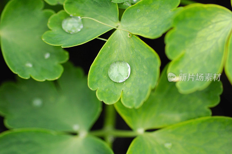 滴雨