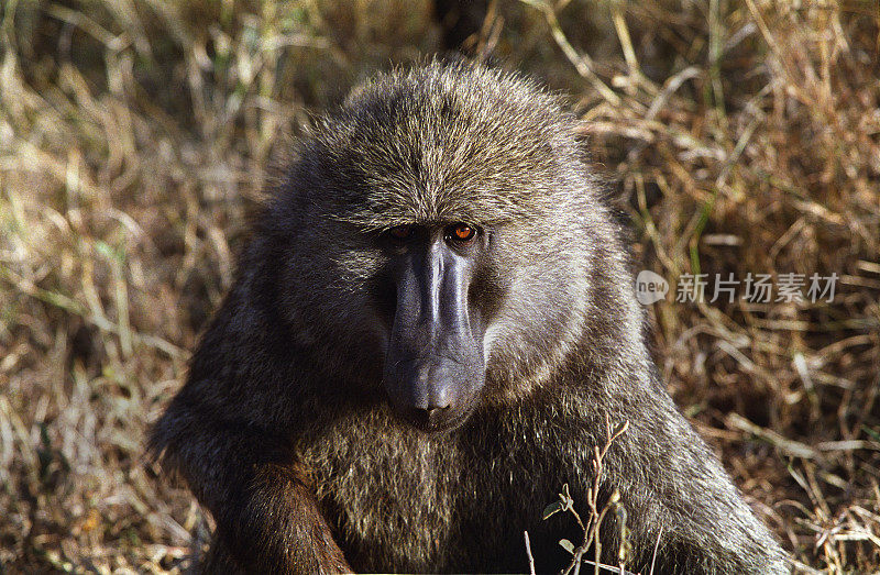 坦桑尼亚塞伦盖蒂国家公园的雄性狒狒
