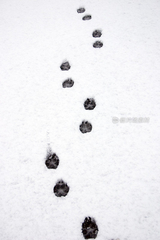 雪地上的狗的足迹