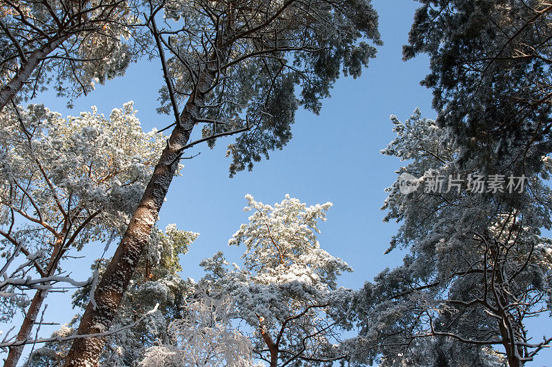 冬天，树枝上覆盖着雪