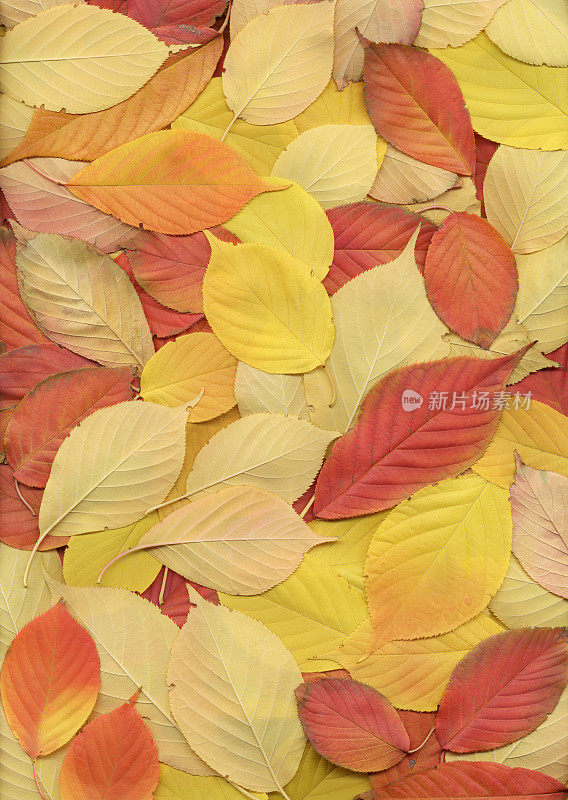秋天樱桃树的叶子红橙黄背景