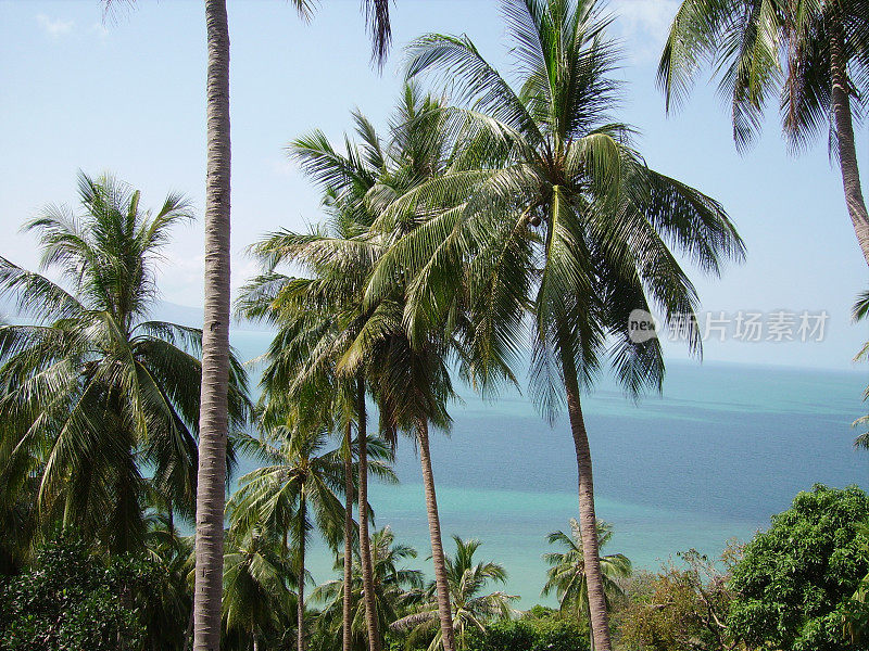 泰国帕岸岛海岸线上的棕榈树