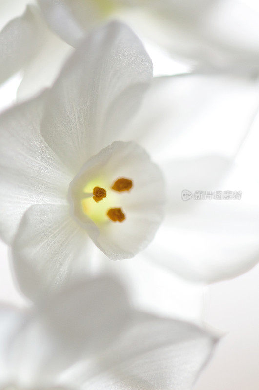 轻盈明亮的纸白色水仙花