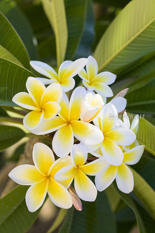 鸡蛋花花