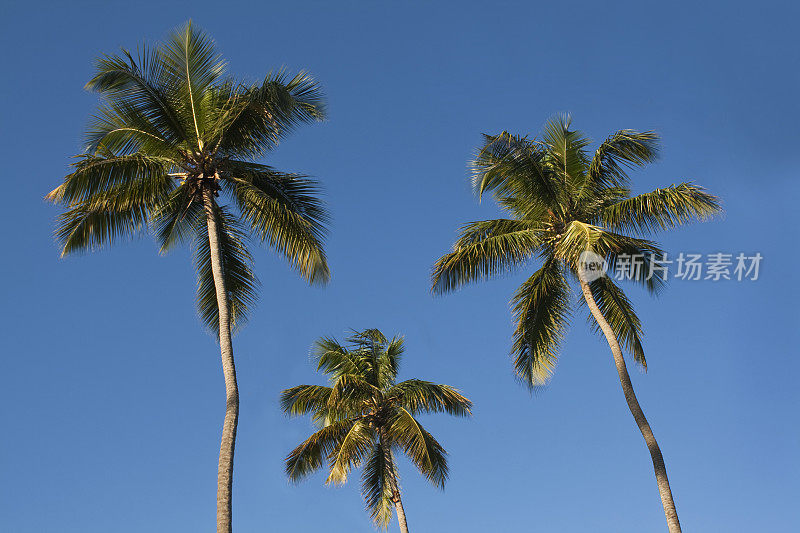 三棵棕榈树和蓝天