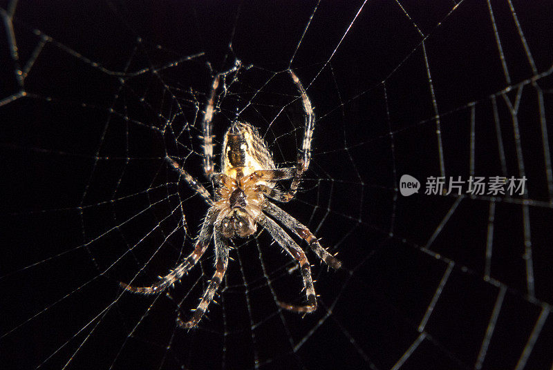 蜘蛛在夜里等待他的网