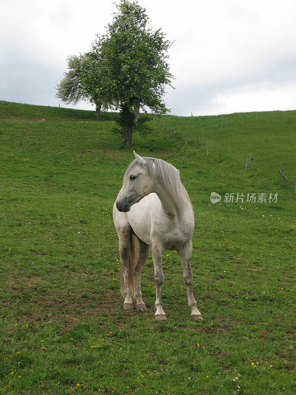 孤独的树和白马