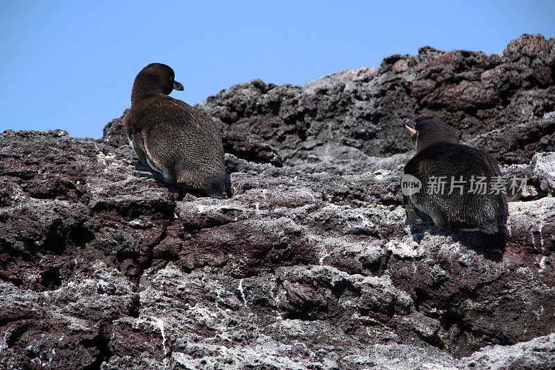 加拉帕戈斯:加拉帕戈斯企鹅在宽边帽Chino(中国帽子)岛上