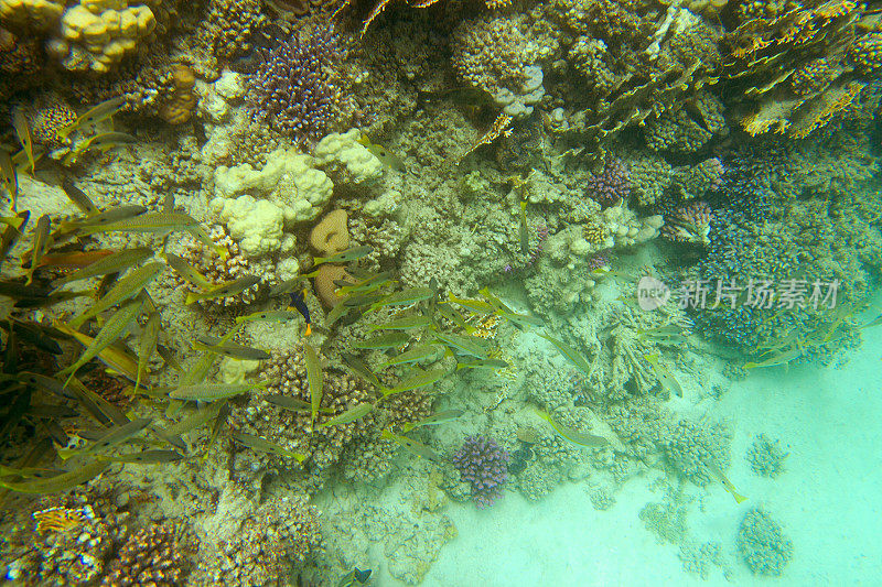 红海珊瑚礁