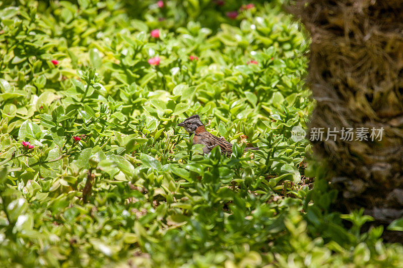 栖息在灌木丛中的红领麻雀(红领麻雀)