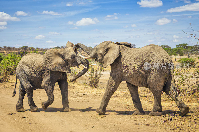一对非洲丛林象正在塔兰吉尔国家公园交配