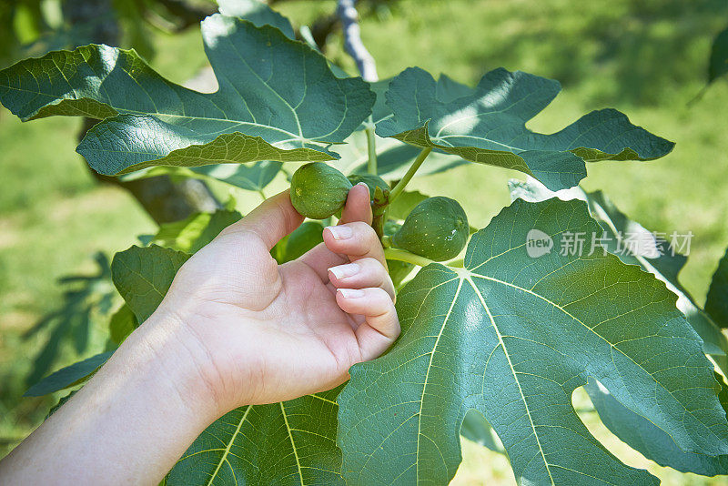 手里拿着一个无花果