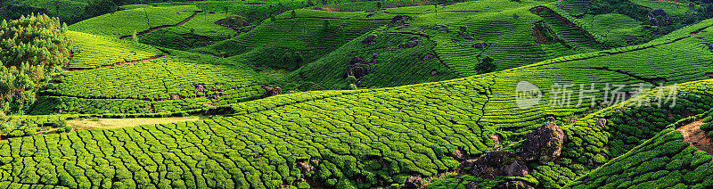 亚洲印度茶园全景