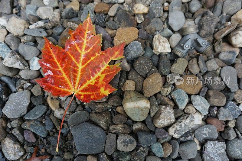 一片红橙湿秋枫叶，灰色岩石卵石