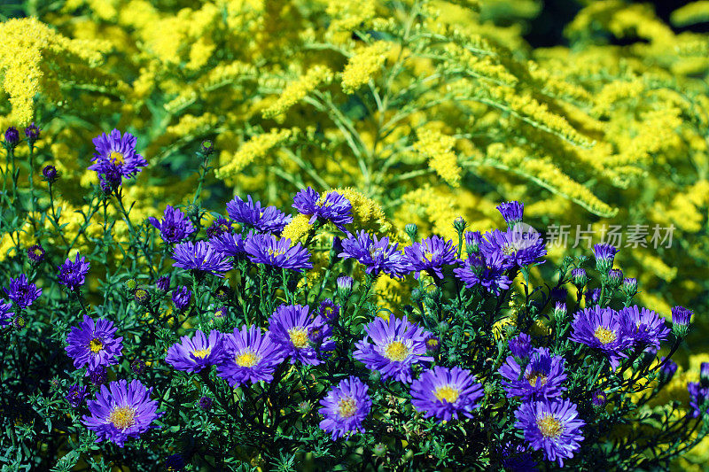 紫苑，秋天的紫苑和金条