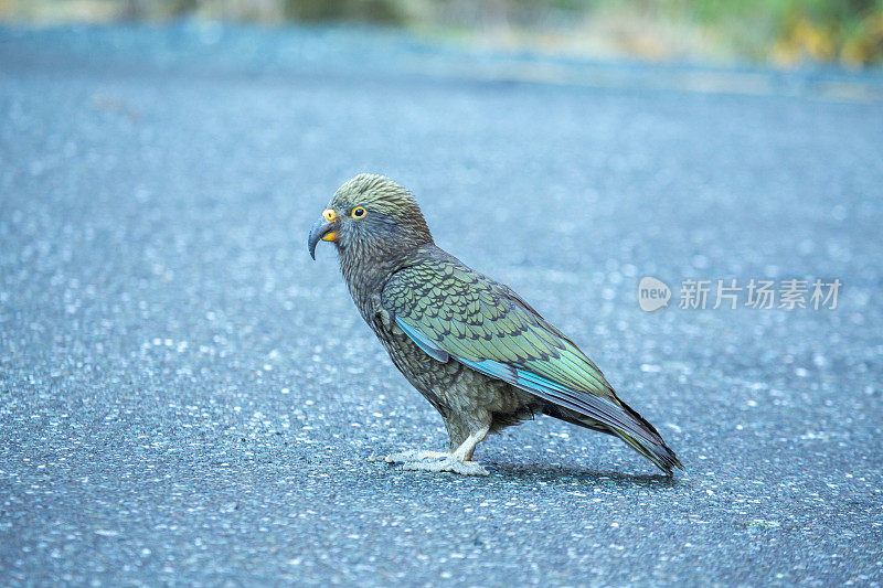 Kea，高山鹦鹉，产自新西兰